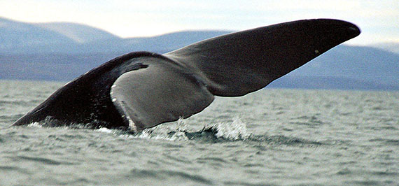 Ottawa hasn't formally announced the creation of the Ninginganiq National Wildlife Area, Canada's first bowhead whale sanctuary, but Nunavut Tunngavik Inc. is planning to hold a party in honour of the Inuit Impact and Benefit Agreement signed last year. (FILE PHOTO)