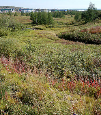 Kuujjuaq's landscape is changing as the grass, trees and shrubs grow taller every year. (PHOTO BY JANE GEORGE)