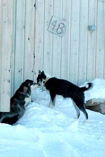 Quebec veterinarians are working to bring on-site animal health care to Nunavik. (PHOTO BY SARAH ROGERS)
