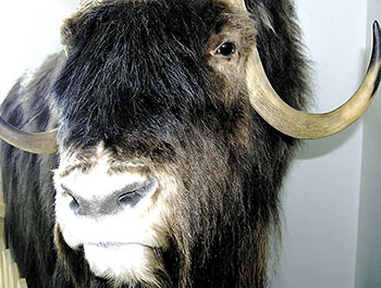 Lots of people in the Kitikmeot will eat muskox this week thanks to a giveaway from Kitikmeot Foods Ltd.. (FILE PHOTO)