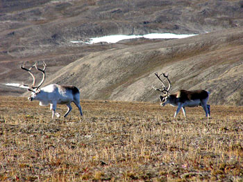 Loser: Peary caribou rank among the animals in the High Arctic whose numbers are suffering, likely due to changing conditions in the higher latitudes. (FILE PHOTO)