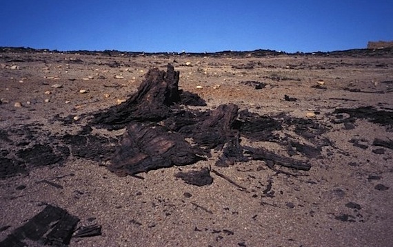 A 50-million-year old tree stump lies exposed on Axel Heiberg Island, where Nunavut may establish a territorial park. (PHOTO BY LYN ANGLIN/NRCAN) 