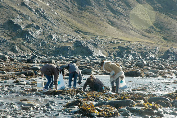 A group of young Kangiqsujuamiut girls collect mussels along the shore of Wakeham Bay. (PHOTO BY SARAH ROGERS)
