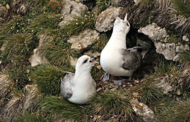 Northern Fulmars, shown here greeting each other on a nest on a rocky cliff at a breeding colony in Nunavut, are swallowing more and more wayward plastics. (PHOTO BY MARK MALLORY/CWS) 