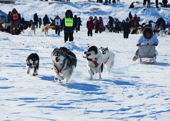 Nunavik's Ivakkak dog team racers are off! Wearing number 1, Billy Cain of Tasiujaq, races his dog team away across the starting line in Puvirnituq at 10:30 a.m. on March 28. (PHOTO BY ISABELLE DUBOIS/ NUNAVIK TOURISM)
