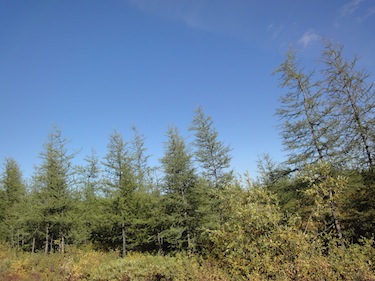This photo was shot in Kuujjuaq last summer, showing how the treeline has marched northward along the Ungava Bay coast. (PHOTO BY JANE GEORGE)