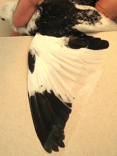 By studying markings on bunting wings researchers hope to learn what they say about the health of the bird. (PHOTO BY SARAH GUINDRE-PARKER)