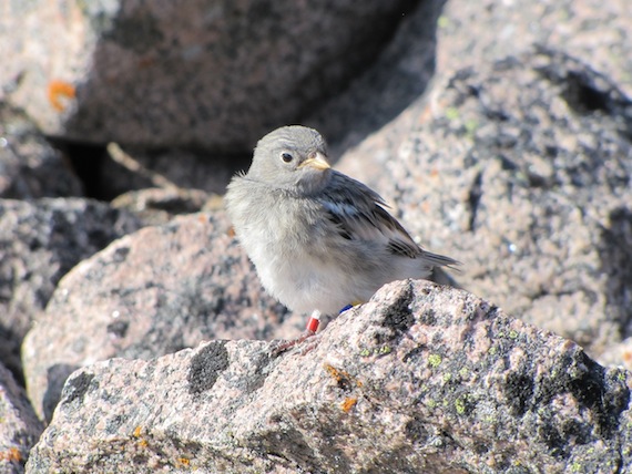Soon this snow bunting fledgling will start its long journey south. Only about 10 per cent of fledglings survive the first year. (PHOTO BY SARAH BALDO)