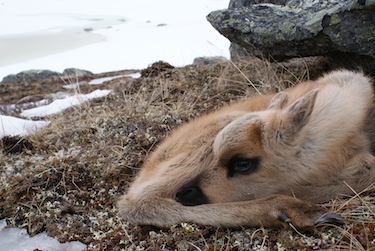 An uncertain future, filled with climate change and industrial development, awaits this newborn caribou from Nunavik's Leaf Bay herd. (PHOTO BY JOELLE TAILLON)
