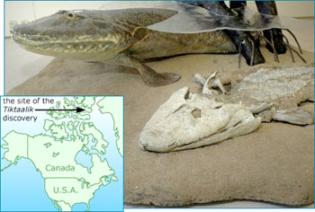 TaylorCustom Tiktaalik Pendant Necklace – Pewter Fishapod – Evolutionary Biology Jewelry