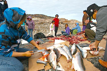 A bounty of food from the land: elders enjoy a feast of country foods during their gathering last week in Cape Dorset. (PHOTO BY JUSTIN NOBEL)