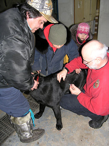 Veterinarians from Quebec's agriculture department vaccinate about 600 dogs a year in Nunavik, but the vaccination program isn't extensive enough to eliminate rabies from Nunavik, and these vets don't neuter and spay any animals. (FILE PHOTO)