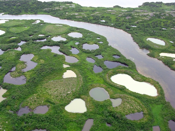 Here's an aerial look at the expanding permafrost thaw lakes in Nunavik. A NEW $4-million, four-year project, called Arctic Development and Adaptation to Permafrost in Transition or ADAPT, will try to better understand permafrost and how to cope with the impacts of its dramatic melt. (PHOTO COURTESY OF W.F. VINCENT) 