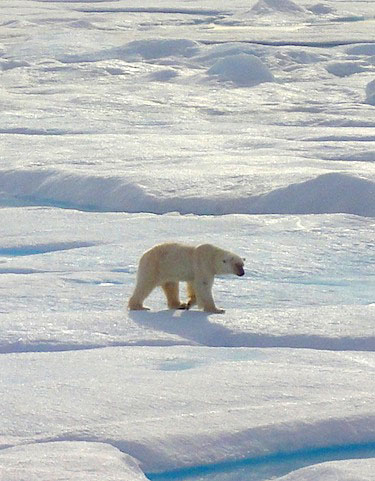 The Government of Nunavut announced Oct. 28 that it will increase the number of polar bears that Nunavut hunters can take from the Western Hudson Bay population from eight to 21. (FILE PHOTO)