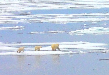 These polar bear cubs race after their mother out on the sea ice near Gjoa Haven. In the wild, the survival rate of polar bear cubs is not high, and it’s not unheard of for polar bears to eat their cubs.The Toronto Zoo has not provided details on why its mother polar bear might have turned on her cubs, but Wayne Goodey, a zoologist at the University of British Columbia, said stress caused by being in captivity may have played a role. (FILE PHOTO)