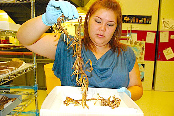 Sarah Jancke of Cambridge Bay examines an old belt from the Coronation Gulf area, part of a large collection at the Smithsonian Institute's National Museum of the American Indian in Washington D.C. Although none of the items she looked at in this collection bore the names of their original owners, Jancke felt sure 