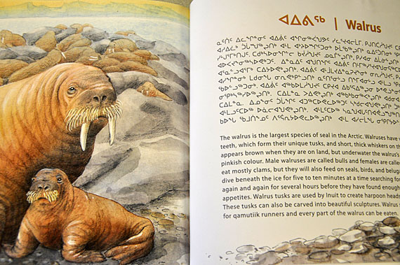 A page from Uumajut: volume 2, a children's book about Arctic wildlife. This new release from Inhabiit Media teaches young readers about Arctic animals and their traditional Inuit uses. Uumajut is written by Simon Awa, the late Seeglook Akeegok, Anna Zeigler and Stephanie McDonald and illustrated by Romi Caron. (FILE PHOTO)