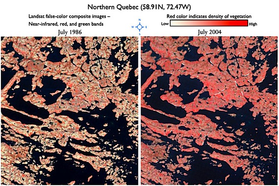 Here you can see the satellite images which show how much vegetation has increased in northern Quebec. Landsat 5 captured the false-color images (above) of a study area around Lac La Potherie in northern Quebec in July 1986 and July 2004. The images were made with a combination of near-infrared, red, and green light to bring out details in vegetation. The deeper the red colour in the image, the denser the vegetation. (IMAGE COURTESY OF NASA)