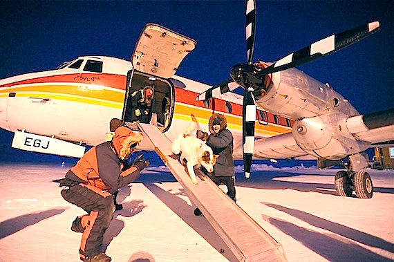 A sled dog heads off an Air Inuit flight in Kangiqsualujjuaq March 9. Makivik Corp.'s Ivakkak dog team race, set to start March 12 from Kangiqsualujjuaq, will see 12 teams travelling along Nunavik's Ungava Bay from Kangiqsualujjuaq to Kangirsuk. (PHOTO BY PASCAL POULIN)