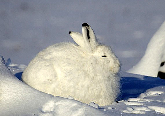 Happy Easter! The Nunatsiaq News office in Iqaluit will remain closed until April 9, with no continuous updates of Nunatsiaqonline.ca until April 10. (PHOTO BY CLARE KINES)