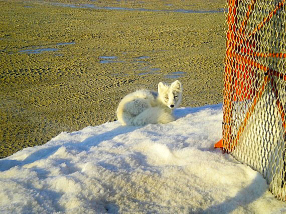 Scene of the season: an Arctic fox enjoys the spring sun in this photo by Cambridge Bay resident Alan Sim that won third prize in the wildlife category of the Omingmak Frolics photo competition. You'll see more of the winning photos later on Nunatsiaqonline.ca. (PHOTO COURTESY OF THE OMINGMAK FROLICS)