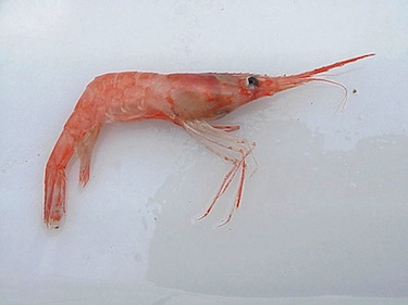 Eating northern shrimp may not just be tasty, but good for you, says the Norwegian research institute Nofima. (PHOTO COURTESY OF NOAA)