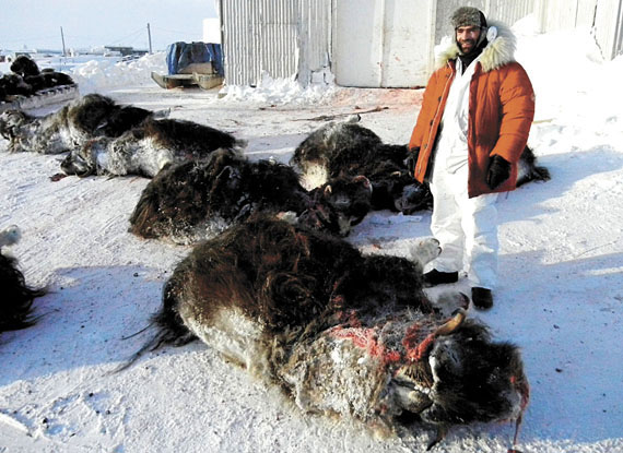 Freshly-caught muskox outside the Kitikmeot Foods Ltd. plant in Cambridge Bay. (FILE PHOTO)