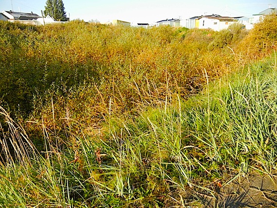 Lush vegetation continues to soak up sun in Kuujjuaq on Sept. 12. Environment Canada predicts temperatures of 18 C in Kuujjuaq for Sept. 12, or eight degrees above the normal high for the day. August and July saw many days with highs in the mid-20s, while the summer heat wave kicked off in June when a temperature high of 31 C was recorded on June 12. (PHOTO BY JANE GEORGE)