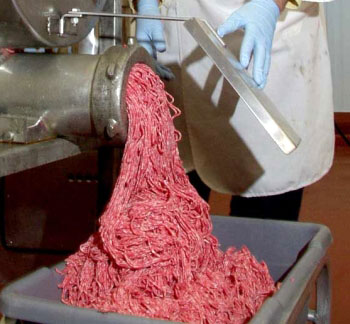 Ground beef pours out of a machine at meat processing facility in the United States. Improperly handled beef can lead to contamination with the E. coli 0157:H7 bacteria, which causes hamburger disease. (FILE PHOTO)