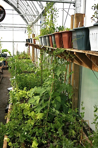 Iqaluit’s community Piruqsiavut greenhouse has been in operation for six years. (FILE PHOTO)