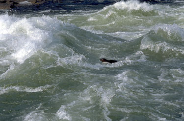 Tursujuq provincial park will offer protection to a rare and endangered population of landlocked fresh-water seals. (FILE PHOTO)