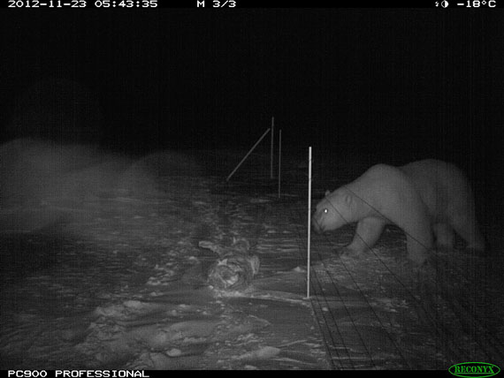 A polar bear near Arviat is repelled by an electric fence. (PHOTO COURTESY OF HAMLET OF ARVIAT)