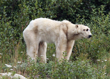 The late photographer Heiko Wittenborn took this photo of a starving polar bear in 2007. The polar bear was an unexpected sight 160 kilometres inland from Ungava Bay in Nunavik , an area usually known as black bear country, and the animal was visibly malnourished, with its fur hanging from its bones. To stave off hunger among polar bears living in an increasingly ice-free Arctic, some polar bear scientists are suggesting feeding hungry polar bears. (FILE PHOTO BY HEIKO WITTENBORN)