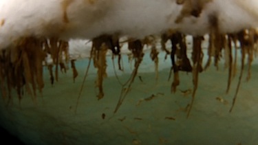 As the mats of ice algae fell off the melting ice, they left long strands of algae. (PHOTO COURTESY OF THE ALBERT WEGENER INST.)