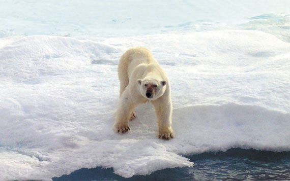 The World Wildlife Fund said that in donating money to help Nunavut and the Northwest Territories do polar bear research, they do so out of respect for the traditional cultural rights of Inuit. (FILE PHOTO)