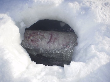 This beluga, photographed Feb. 14, is one of about 20 milling around in two small breathing holes near Sanikiluaq. The beluga shows injuries from attacks from polar bears. (SUBMITTED PHOTO)