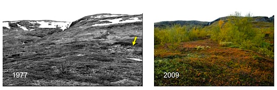 This photo shows the increase of vegetation in Abisko, in Arctic Sweden, over a 30-year period. (HANDOUT PHOTO)