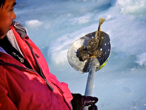 This girl, like many in Pangnirtung, went out fishing April 8, the community's hamlet day, where he caught this fish to enter in the kanajuq (sculpin) fishing contest. (PHOTO BY SARAH MCMAHON)