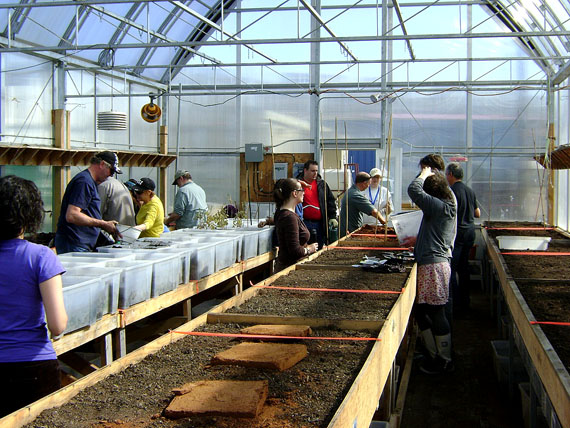 The Iqaluit greenhouse in June last year, on its opening day. Preparations for the 2013 growing season are underway, with a work party set to plant the first seeds June 1. The Community Greenhouse Society will take on new members starting that day, and welcomes non-member volunteers who are willing to help. (PHOTO COURTESY OF THE IQALUIT GREENHOUSE SOCIETY)
