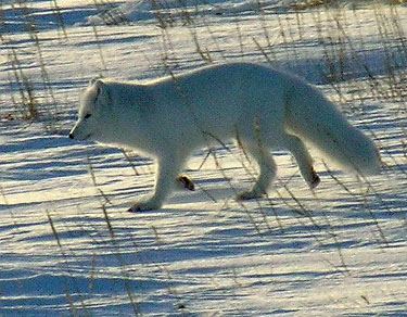Rabies from foxes are thought to be linked to the recent deaths of several dogs in Cambridge Bay. (FILE PHOTO)