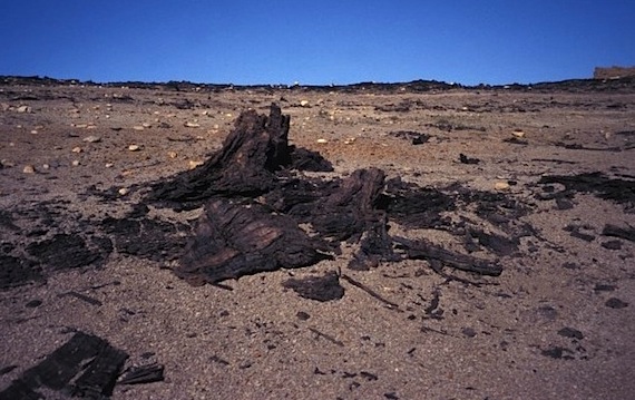 Ancient tree trunks like this one can be found on Axel Heiberg Island in Nunavut's High Arctic. (FILE PHOTO)
