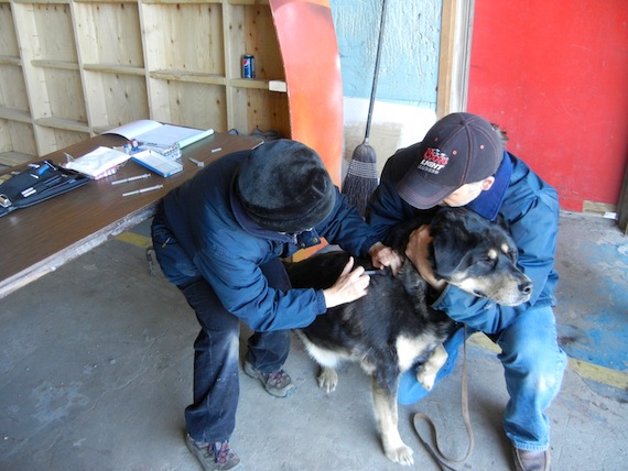 At a free June 2 dog vaccination clinic in Kuujjuaq, Dr. Michelle Dionne, a veterinarian with Quebec’s agriculture, fisheries and food department, administers a vaccine to Sheddy, a five-year old dog, held by his owner Lorenzo Dredge. Read more about the vaccination clinics which will be offered this week and next in Nunavik's Ungava Bay communities. (PHOTO BY JANE GEORGE)