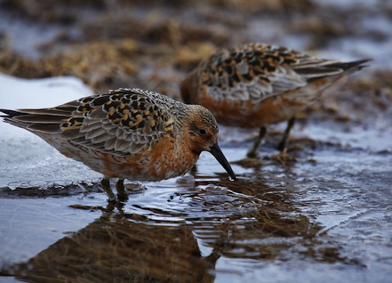 A shorebird, called a red knot, front, stops for a drink near Arctic Bay. This bird and other red knots fly from Argentina to the High Arctic and back every year. This little bird, which has been banded, could even be B95, called 