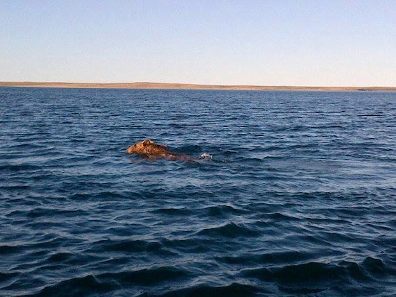 An unusual sight: a grizzly bear swims in the waters in front of Cambridge Bay Aug. 6 attracting many curious — and fearful — onlookers. Local hunters later killed the bear and distributed the meat to people in this western Nunavut community. (PHOTO BY MALLORY EHALOAK)