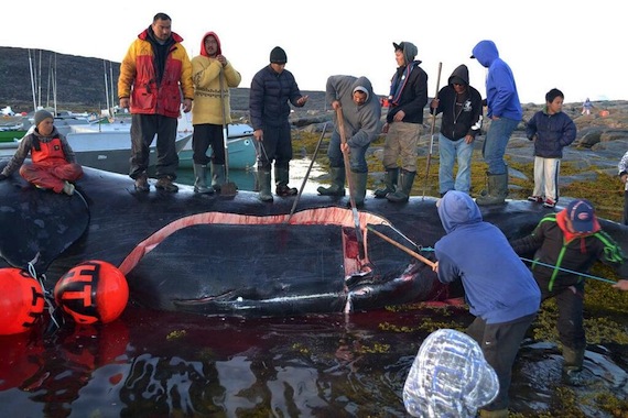 Pangnirtung hunters start to butcher the huge bowhead whale landed Aug. 6. (PHOTO BY RYAN OLIVER)