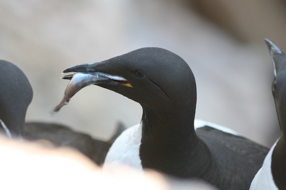 The preferred diet of murres is Arctic char, but now these are often scarce and the murres subsist on less nourishing capelin. (PHOTO BY KENNY WOO)
