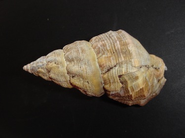 The Arctic sea snail is among the shell-forming Arctic Ocean critters which scientists have studied to gauge the impact of ocean acidification. (FILE PHOTO)