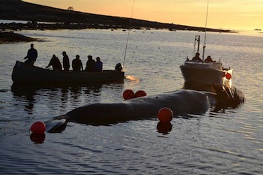 Hunters bring in the bowhead whale Aug. 6 to Kekerten Island. (PHOTO BY RYAN OLIVER)