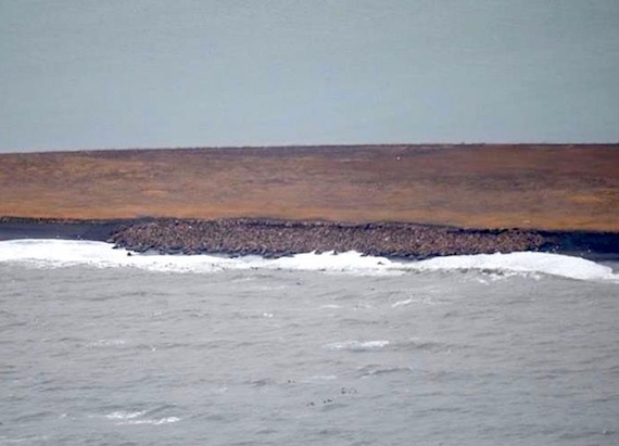 This photo taken last week by the Aerial Surveys of Arctic Marine Mammals Project and obtained by the WWF, shows up to 4,000 walruses that have hauled out along the coast near Point Lay, Alaska. No sea ice was observed in the area surveyed. Once the ice disappears from the feeding areas in late summer or early fall, the walruses must swim long distances to reach the Russian and Alaskan shorelines where conditions are far less favorable and more hazardous than on the ice. “The dramatic picture of walruses massing onshore is worth a thousand charts and graphs, reminding us that climate change is profoundly disrupting life on an epic scale in the fragile Arctic,” said Lou Leonard, vice-president of climate change programs for WWF.