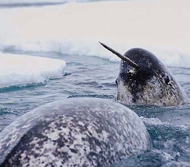 Environment Minister Leona Aglukkaq said she's pleased with the recent conviction of a Canadian man who was caught illegally exporting narwhal tusks to the U.S. (FILE PHOTO)